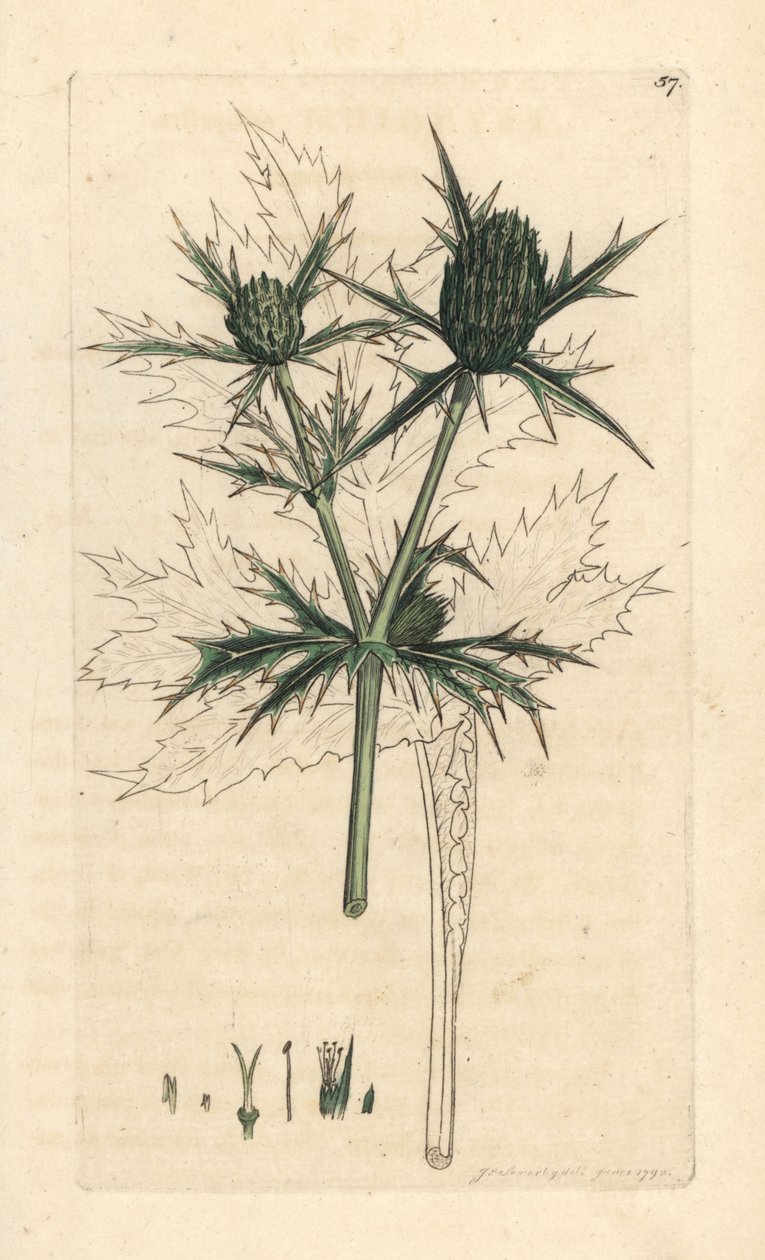 Field eryngo, Eryngium campestre (Panicaut champetre) Handfärgad kopparstick efter en illustration av James Sowerby från James Smith
