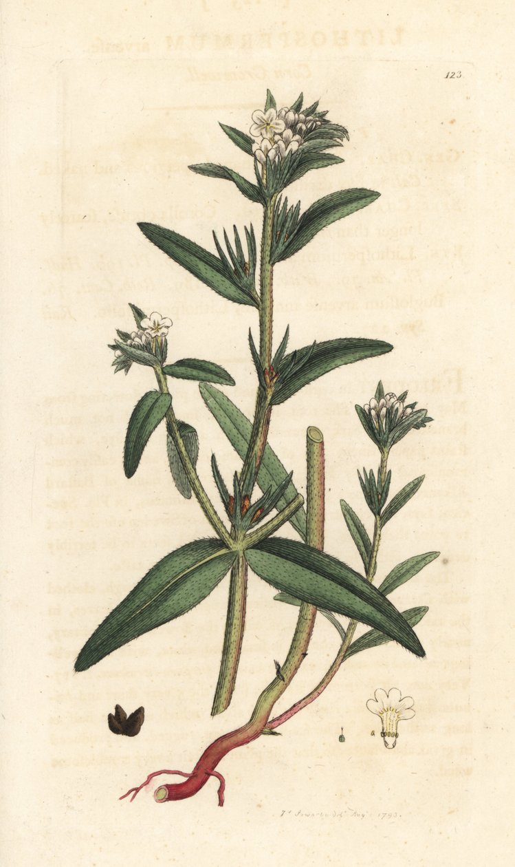 Field gromwell, Buglossoides arvensis (Lithospermum arvense) (Gremil des champs) Handkolorerad kopparstick efter en illustration av James Sowerby från James Smith