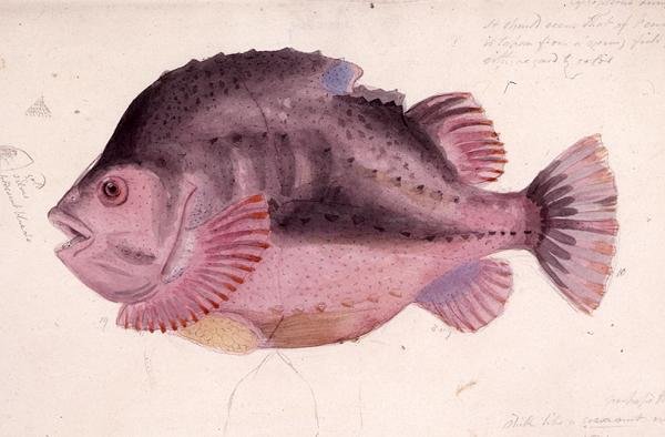 Fisk (akvarell på papper) av James Sowerby