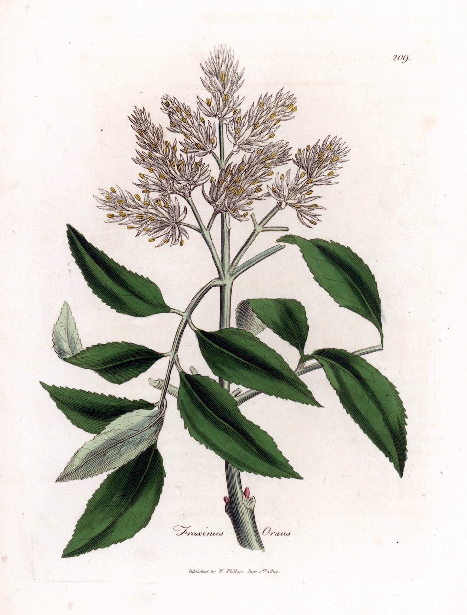 Blommande ask, Fraxinus ornus. Handfärgad kopparstick från en botanisk illustration av James Sowerby från William Woodville och Sir William Jackson Hookers "" Medical Botany", John Bohn, London av James Sowerby