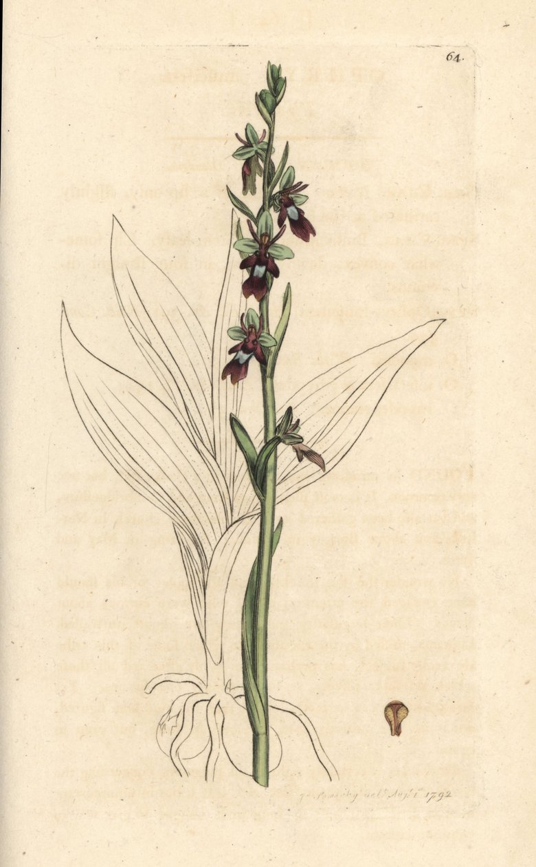 Flugorkidé, Ophrys insectifera (Fly orchis, Ophrys muscifera). Handkolorerad kopparstick efter en illustration av James Sowerby från James Smith