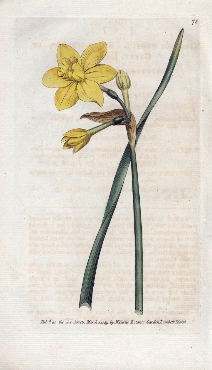 Doftande påsklilja eller doftande narciss - Litografi av James Sowerby (1757-1822), från Botanical Magazine av William Curtis (1746-1799) av James Sowerby