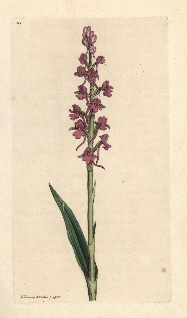Doftande orkidé, Gymnadenia conopsea (Aromatic orchis, Orchis conopsea). Handkolorerad kopparstick efter en illustration av James Sowerby från James Smith