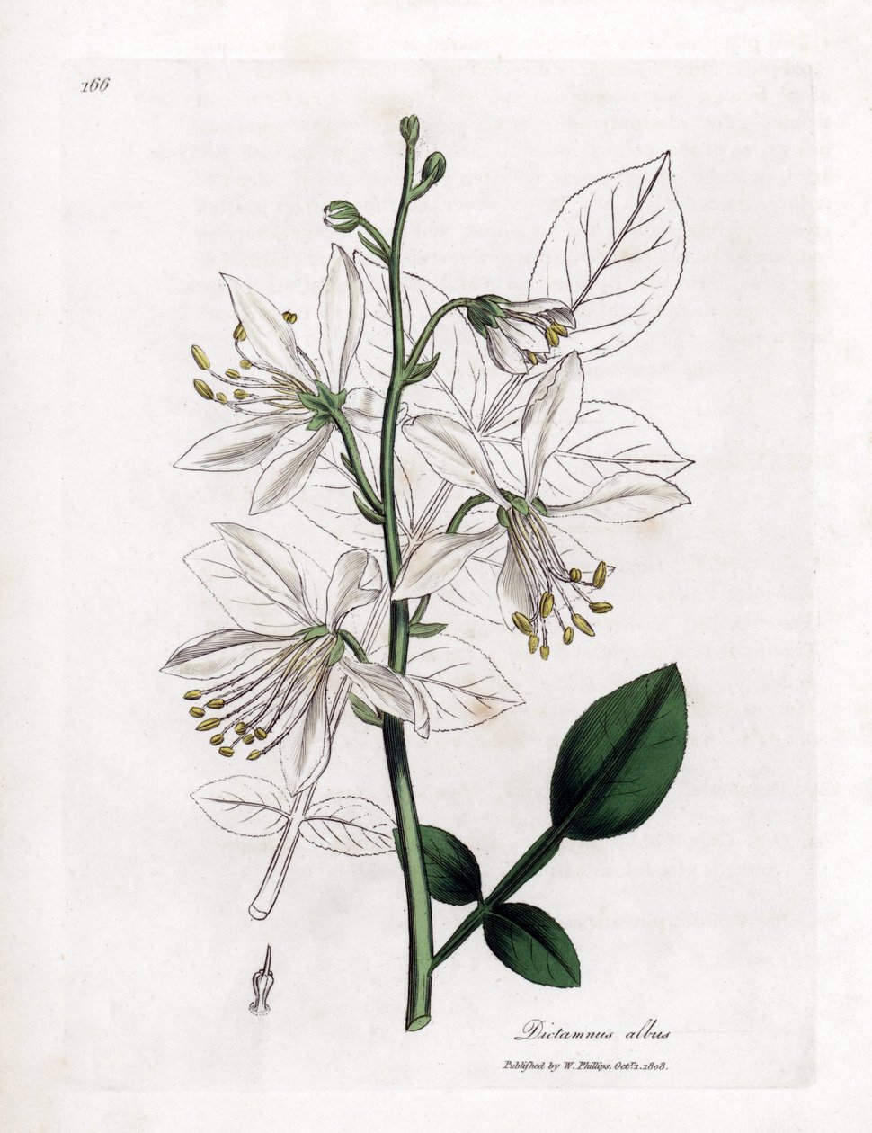 Fraxinelle - Vit fraxinella eller basardditany, Dictamnus albus. Handfärgad kopparstick från en botanisk illustration av James Sowerby från William Woodville och Sir William Jackson Hookers "" Medical Botany", John Bohn, London av James Sowerby
