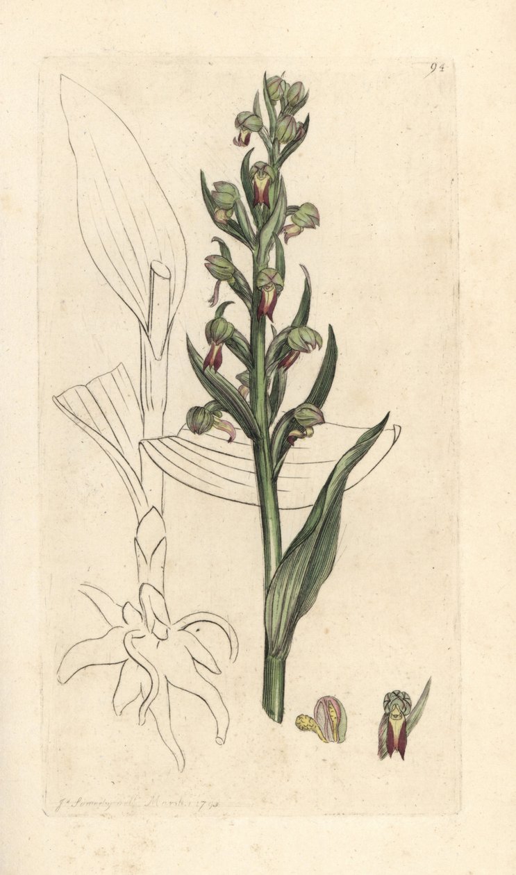 Grodorkidé, Dactylorhiza viridis (Groda satyrion eller orchis, Satyrium viride). Handkolorerad kopparstick efter en illustration av James Sowerby från James Smith