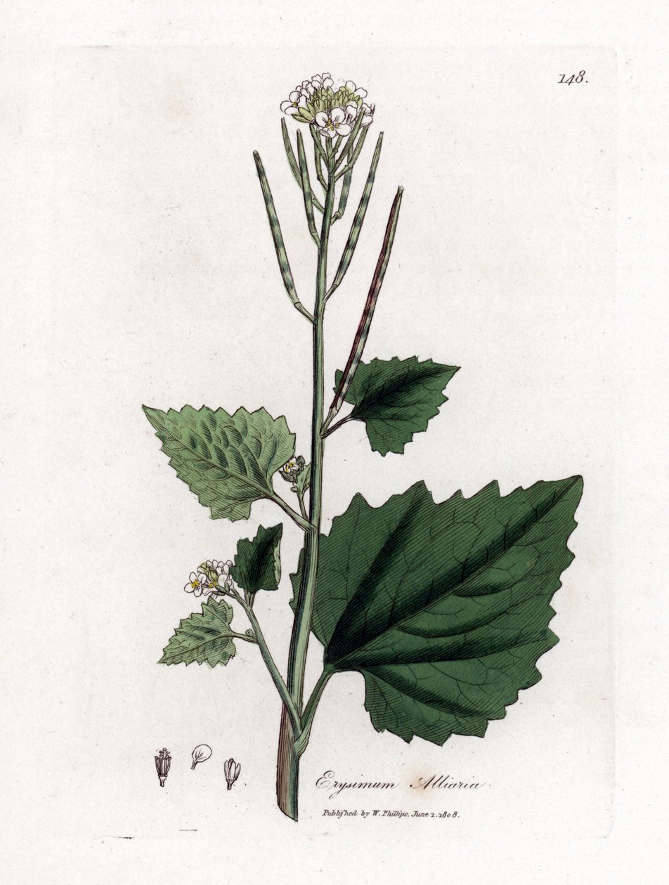 Vitlökssenap, Alliaria petiolata. Handfärgad kopparstick från en botanisk illustration av James Sowerby från William Woodville och Sir William Jackson Hookers "" Medical Botany", John Bohn, London av James Sowerby
