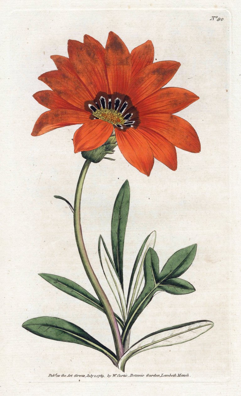 Gazania (gazania) brant - Litografi av James Sowerby (1757-1822), från William Curtis
