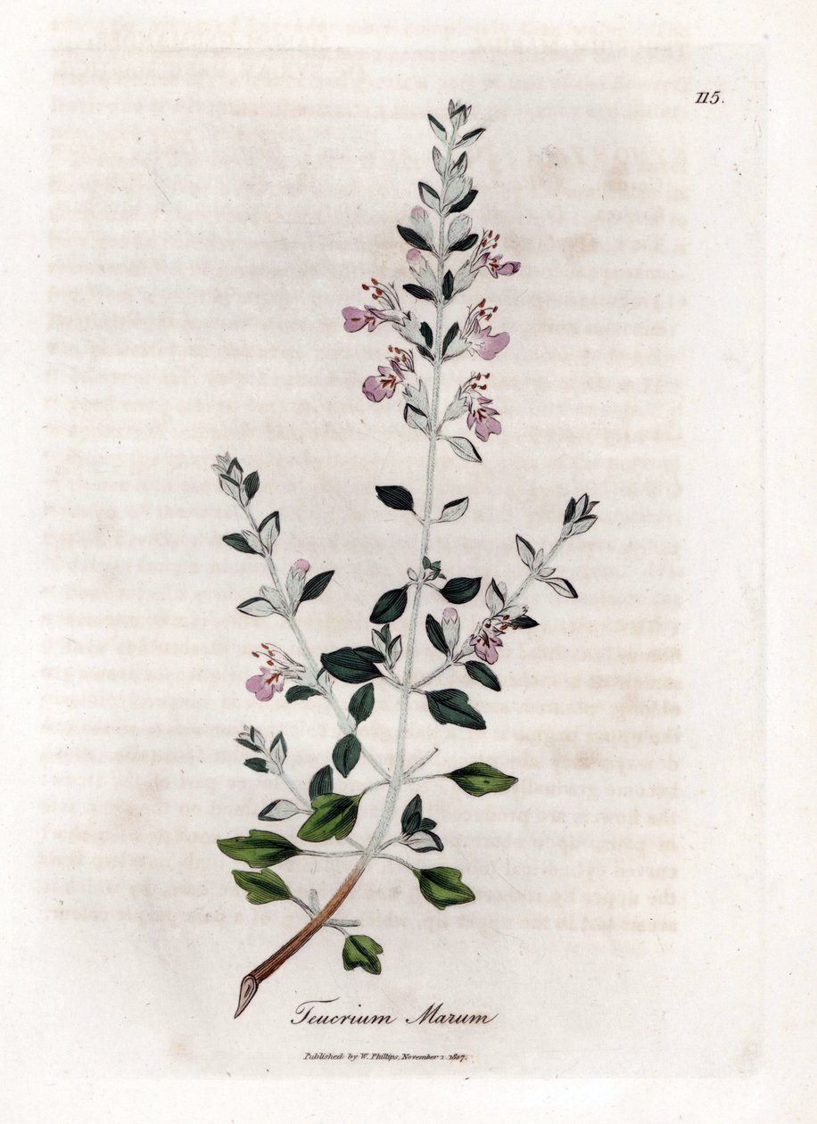 Germandree marum eller germandree av katter - Kattimjan, Teucrium marum. Handfärgad kopparstick från en botanisk illustration av James Sowerby från William Woodville och Sir William Jackson Hookers "" Medical Botany", John Bohn, London av James Sowerby