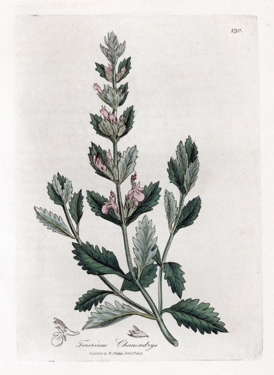 Germandree petit oak - Vanlig germander, Teucrium chamaedrys. Handfärgad kopparstick från en botanisk illustration av James Sowerby från William Woodville och Sir William Jackson Hookers "" Medical Botany", John Bohn, London av James Sowerby