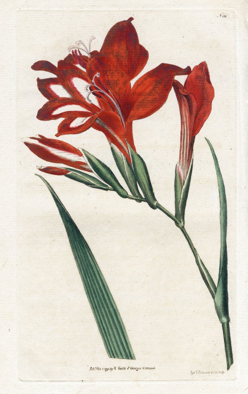 Glaieul cardinal - Litografi av James Sowerby (1757-1822), från Botanical Magazine av William Curtis (1746-1799) av James Sowerby