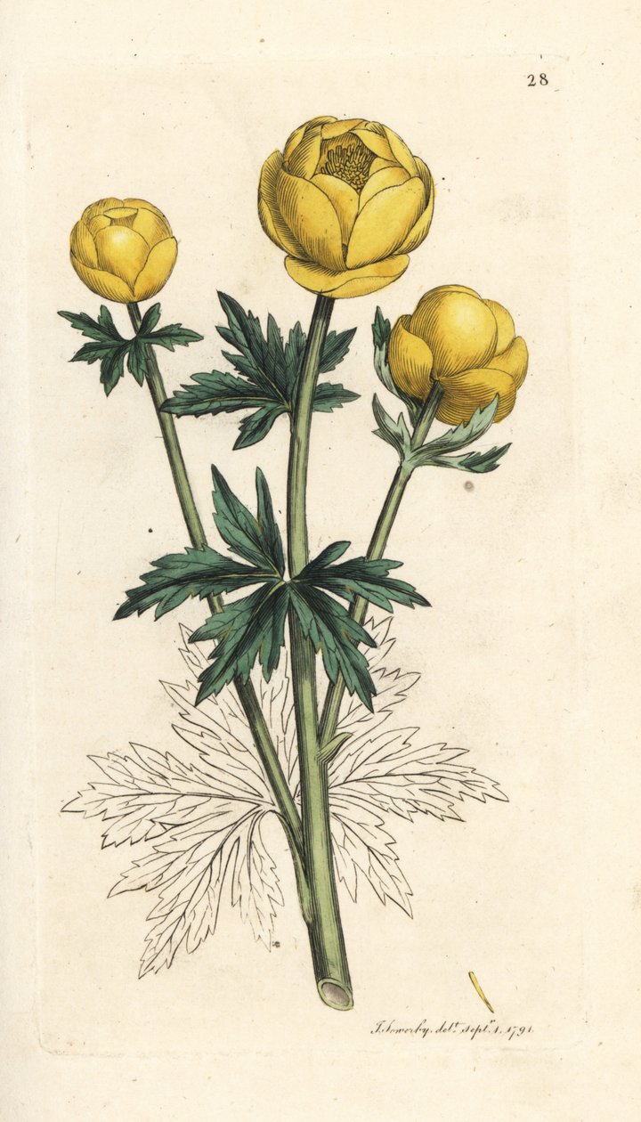 Globblomma, Trollius europaeus. Handkolorerad kopparstick efter en illustration av James Sowerby från James Smith