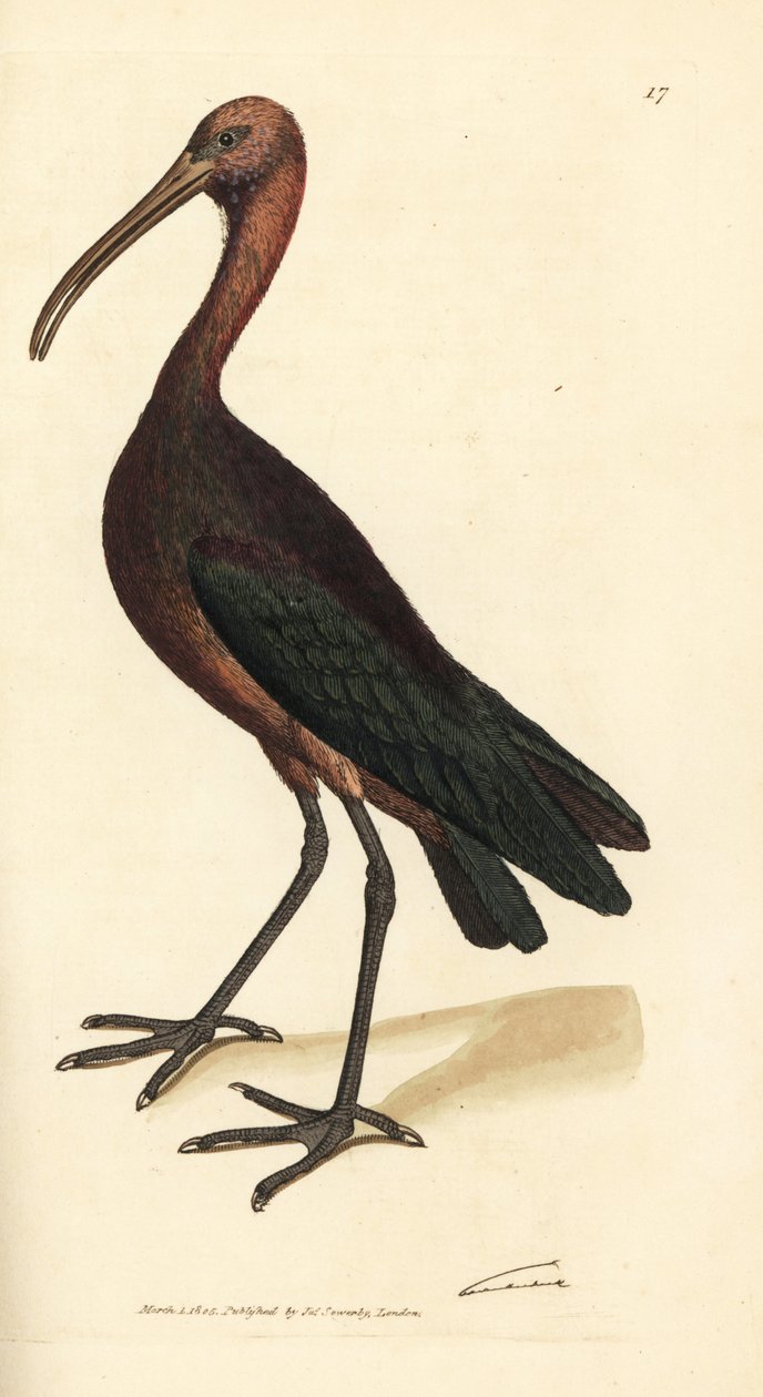 Blank ibis, Plegadis falcinellus (Bay ibis, Tantalus falcinellus). Handkolorerad kopparstick av James Sowerby från The British Miscellany, eller färgade figurer av nya, sällsynta eller föga kända djurämnen. av James Sowerby