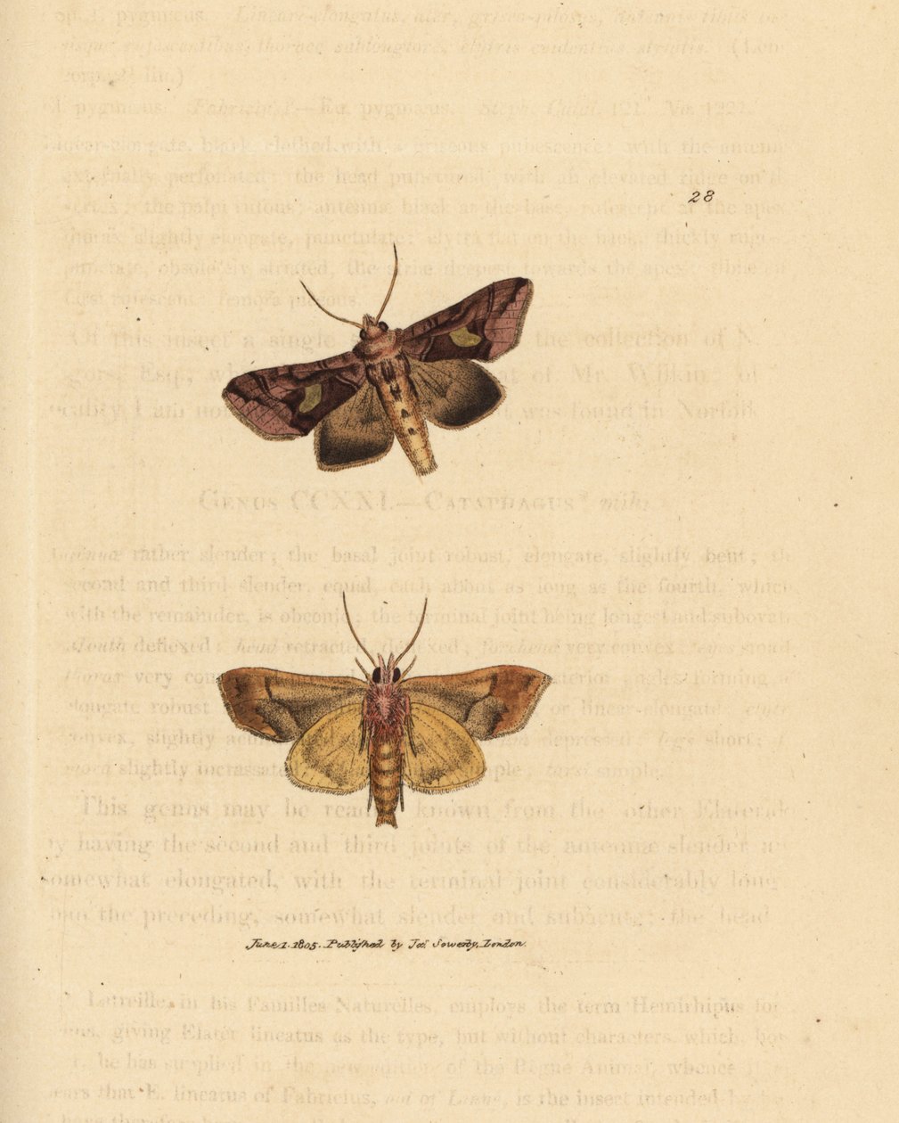 Guldfjäril, Autographa bractea (Phalaena Noctua bractea). Handkolorerad kopparstick av James Sowerby från The British Miscellany, eller färgade figurer av nya, sällsynta eller föga kända djurämnen. av James Sowerby