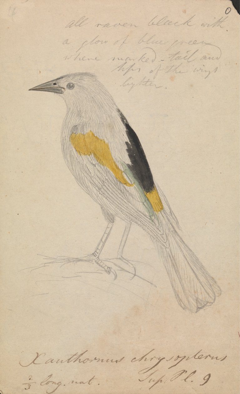 Guldvingad Cacique av James Sowerby