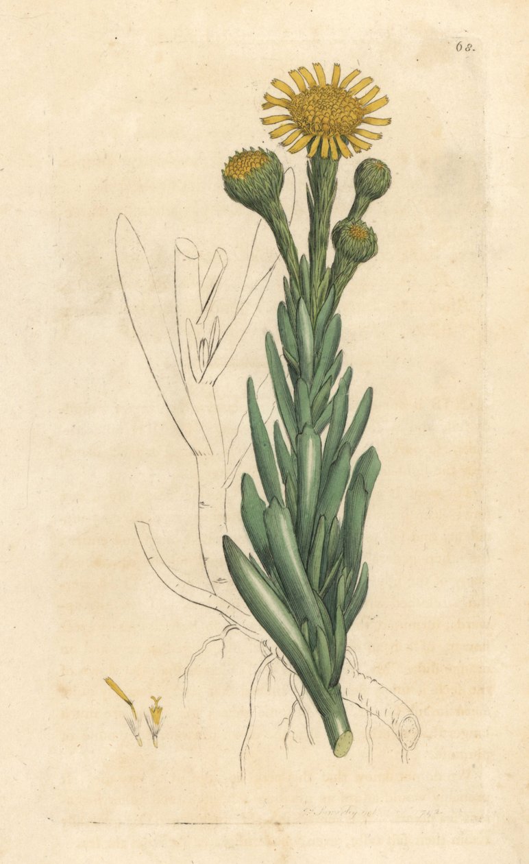 Golden samphire, Limbarda crithmoides (Samphire-leaved fleabane, Inula crithmoides) Handkolorerad kopparstick efter en illustration av James Sowerby från James Smith
