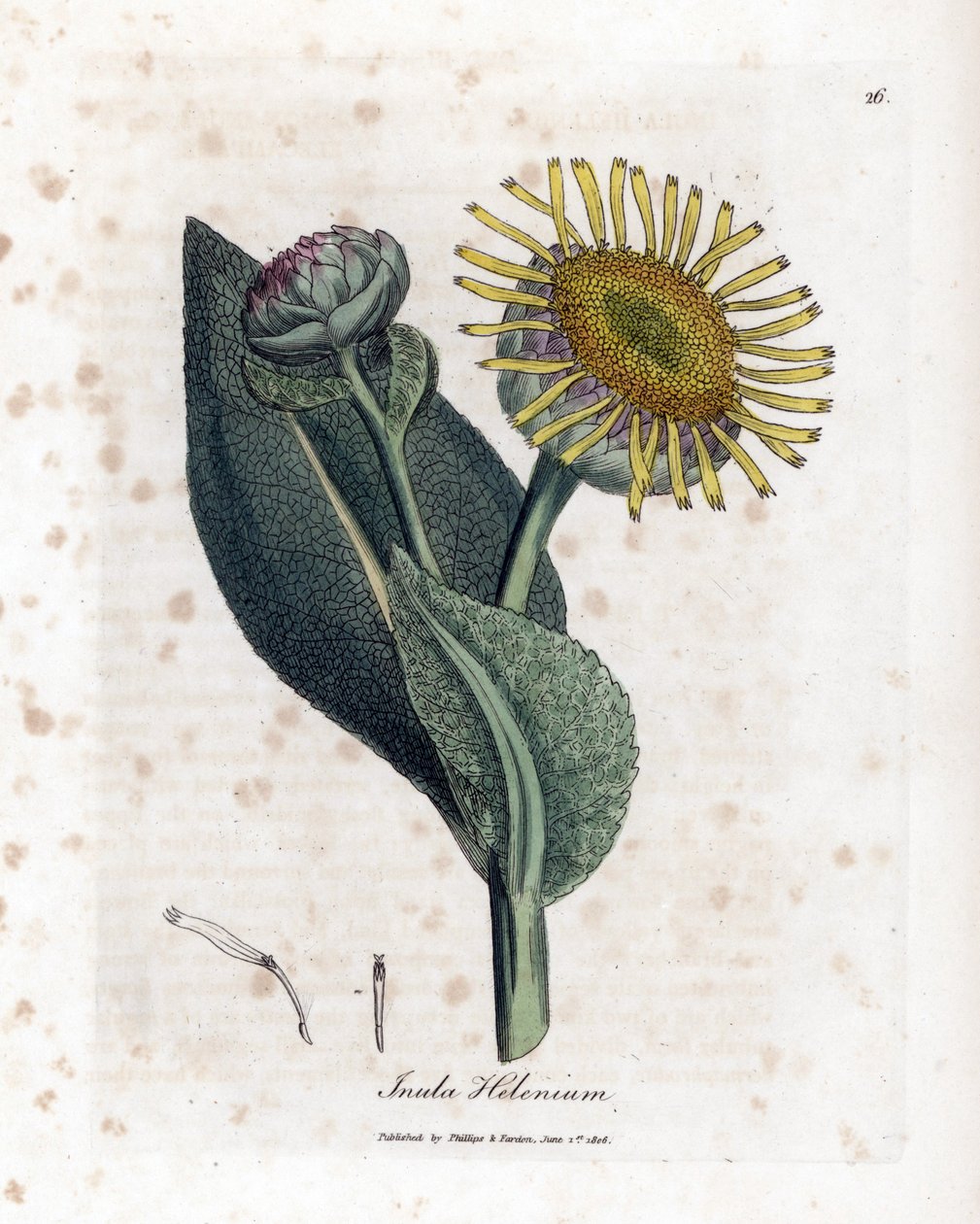 Grande Aunee - Elecampane, Inula helenium. Handfärgad kopparstick från en botanisk illustration av James Sowerby från William Woodville och Sir William Jackson Hookers "" Medical Botany", John Bohn, London av James Sowerby