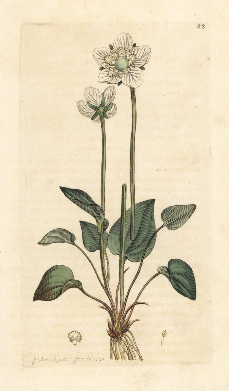 Grassy of Parnassus, Parnassia palustris Handkolorerad kopparstick efter en illustration av James Sowerby från James Smith