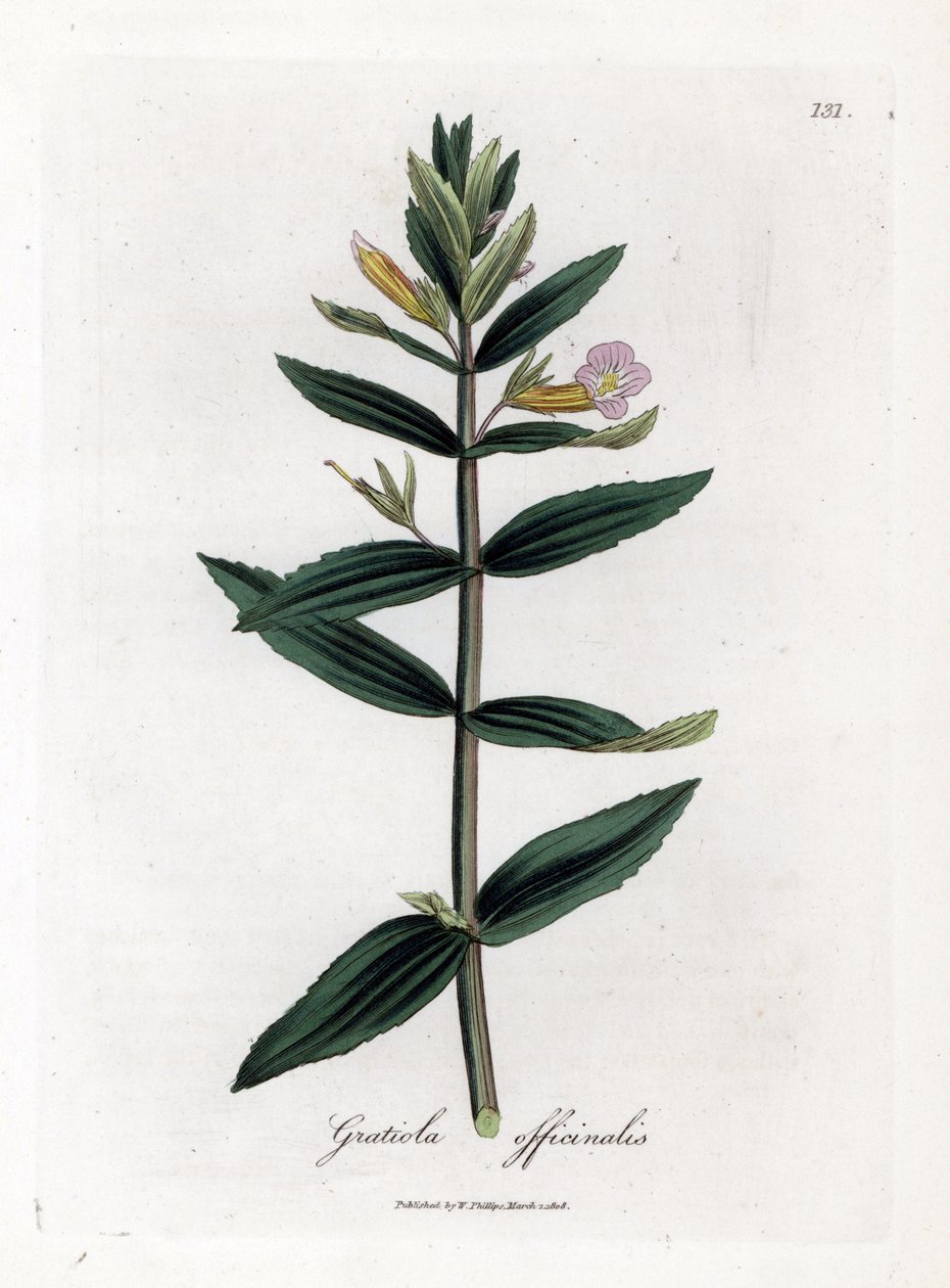 Gratiole officinale - Häck-hyssop, Gratiola officinalis. Handfärgad kopparstick från en botanisk illustration av James Sowerby från William Woodville och Sir William Jackson Hookers "" Medical Botany", John Bohn, London av James Sowerby
