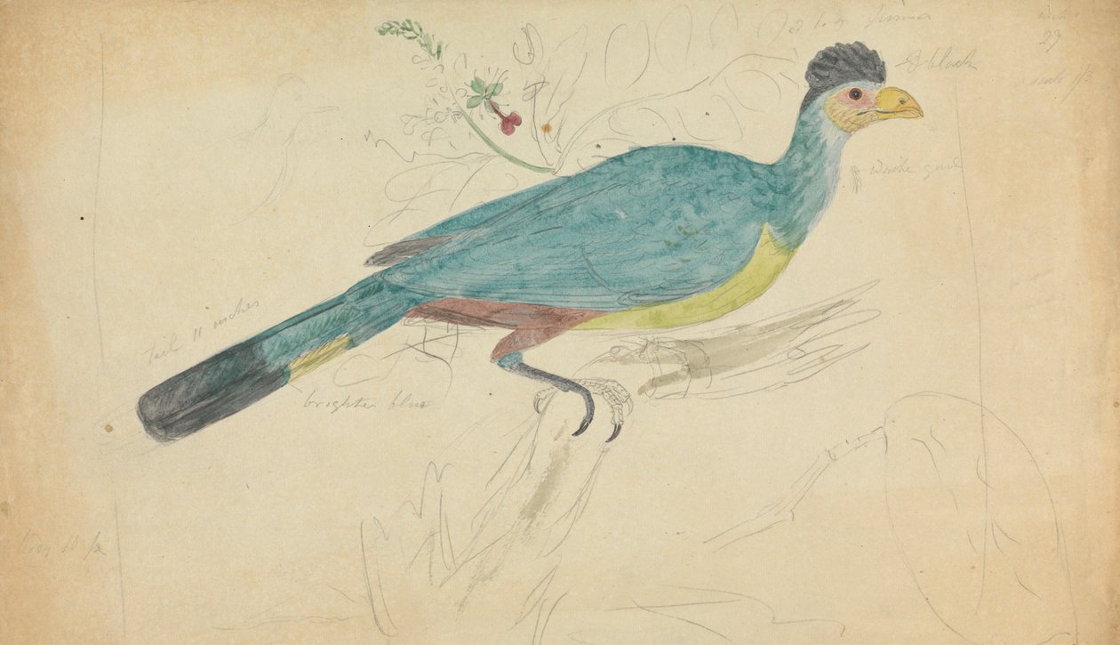 Fantastisk blå turaco av James Sowerby