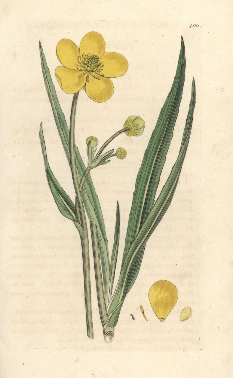 Stor spjutört, Ranunculus lingua Handfärgad kopparstick efter en illustration av James Sowerby från James Smith
