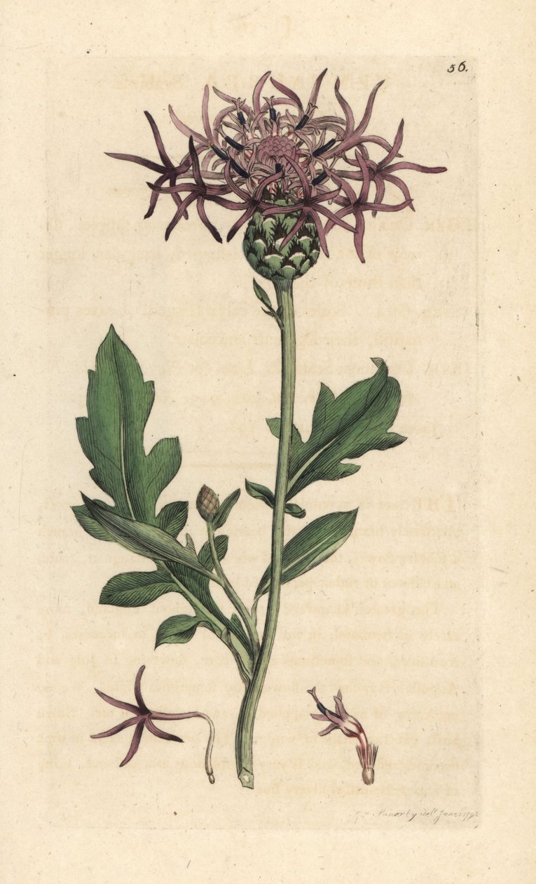 Större rygggräs, Centaurea scabiosa (Centauree scabieuse) Handkolorerad kopparstick efter en illustration av James Sowerby från James Smith
