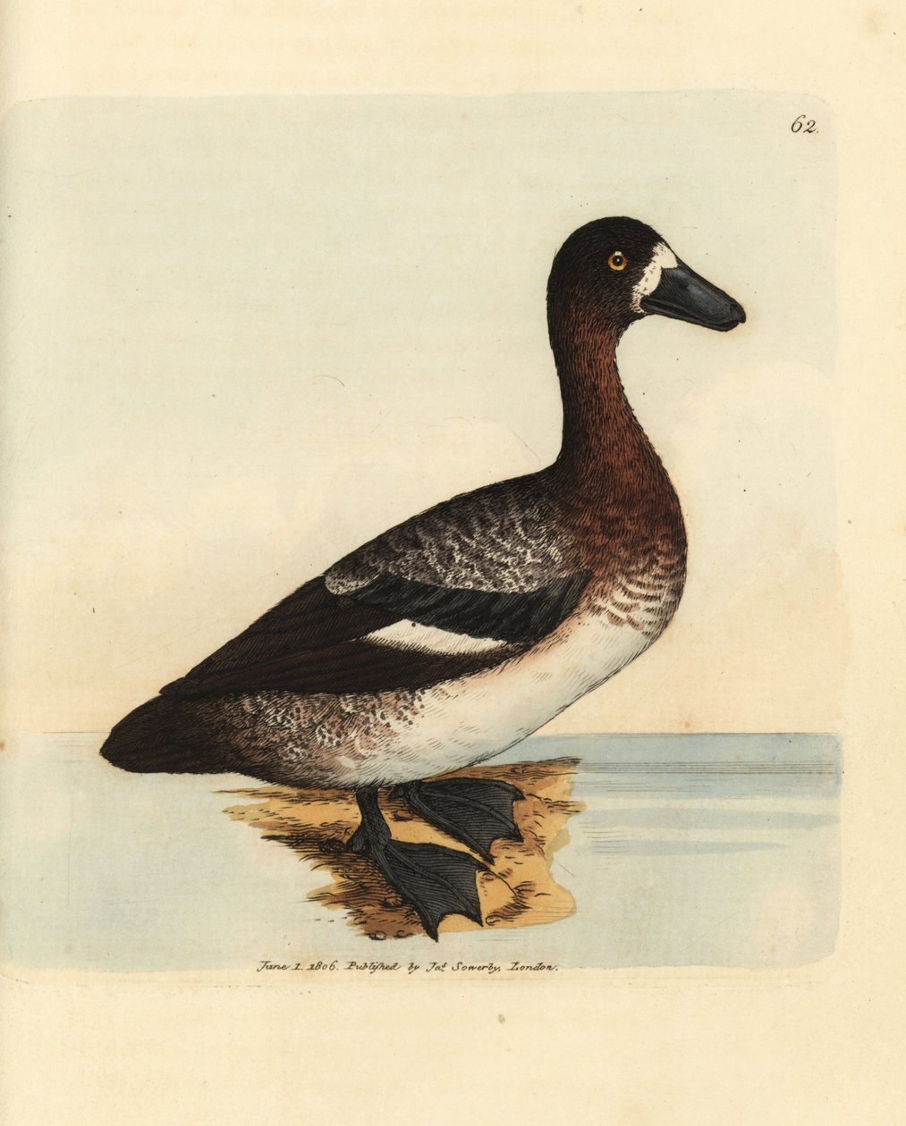 Större anka, Aythya marila, hona (White-faced anka, Anas fraenata). Handkolorerad kopparstick av James Sowerby från The British Miscellany, eller färgade figurer av nya, sällsynta eller föga kända djurämnen. av James Sowerby