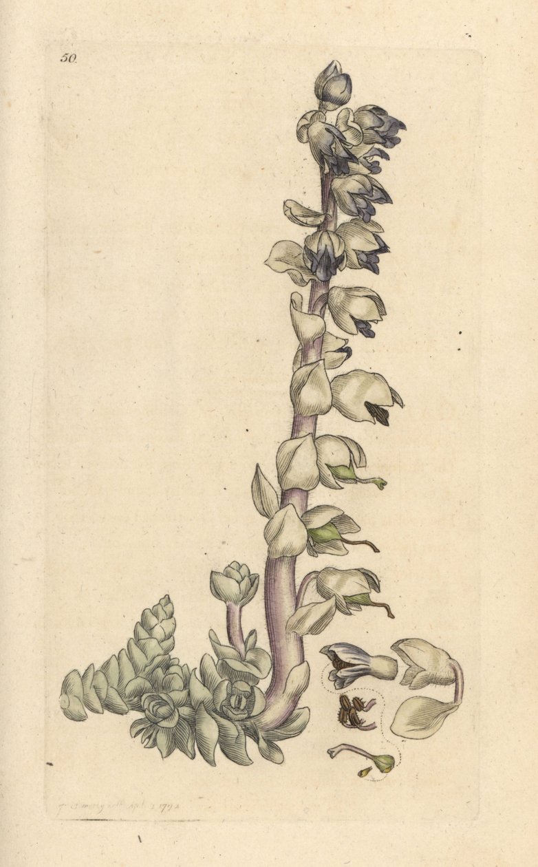 Tandört, Lathraea squamaria (Grande cardamine) Handfärgad kopparstick efter en illustration av James Sowerby från James Smith