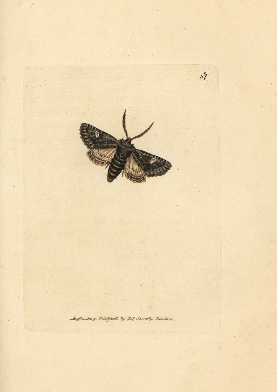 Grönbrindad prickfjäril, Valeria oleagina (Phalaena Bombyx oleagina). Handkolorerad kopparstick av James Sowerby från The British Miscellany, eller färgade figurer av nya, sällsynta eller föga kända djurämnen. av James Sowerby