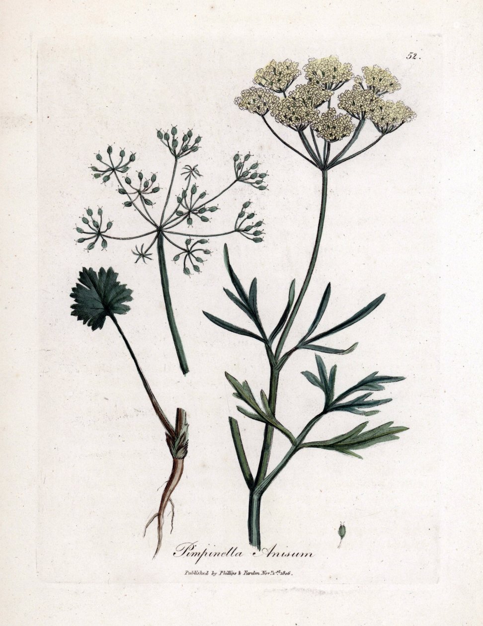 Grön anis (Pimpinella anisum). Handkolorerad koppargravyr från en illustration av James Sowerby. Utdrag ur boken av William Woodville och Sir William Jackson Hooker "" Botanique medicinale"" 1832. Den outtröttliga Sowerby (1757-1822) drog mer än av James Sowerby