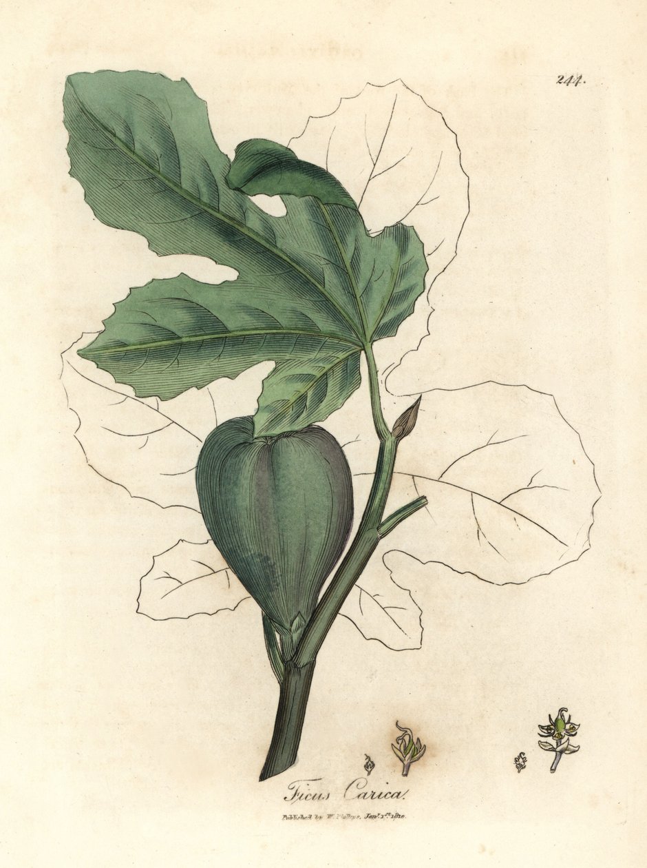 Grönt fikon, frukt, löv, bladkontur, Ficus carica av James Sowerby