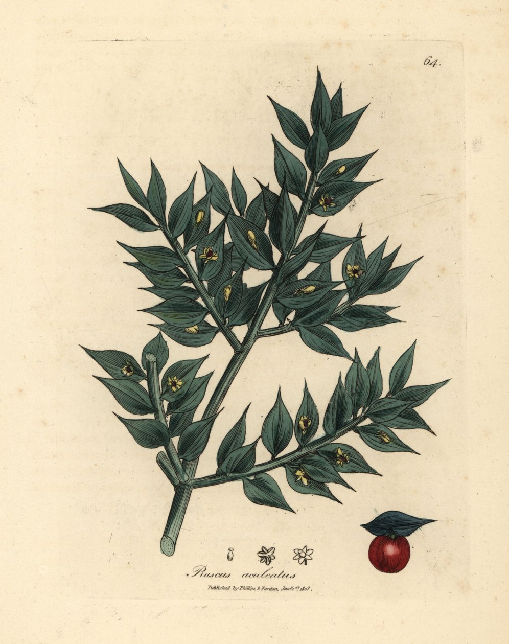 Grönblommig slaktkvast, Ruscus aculeatus av James Sowerby