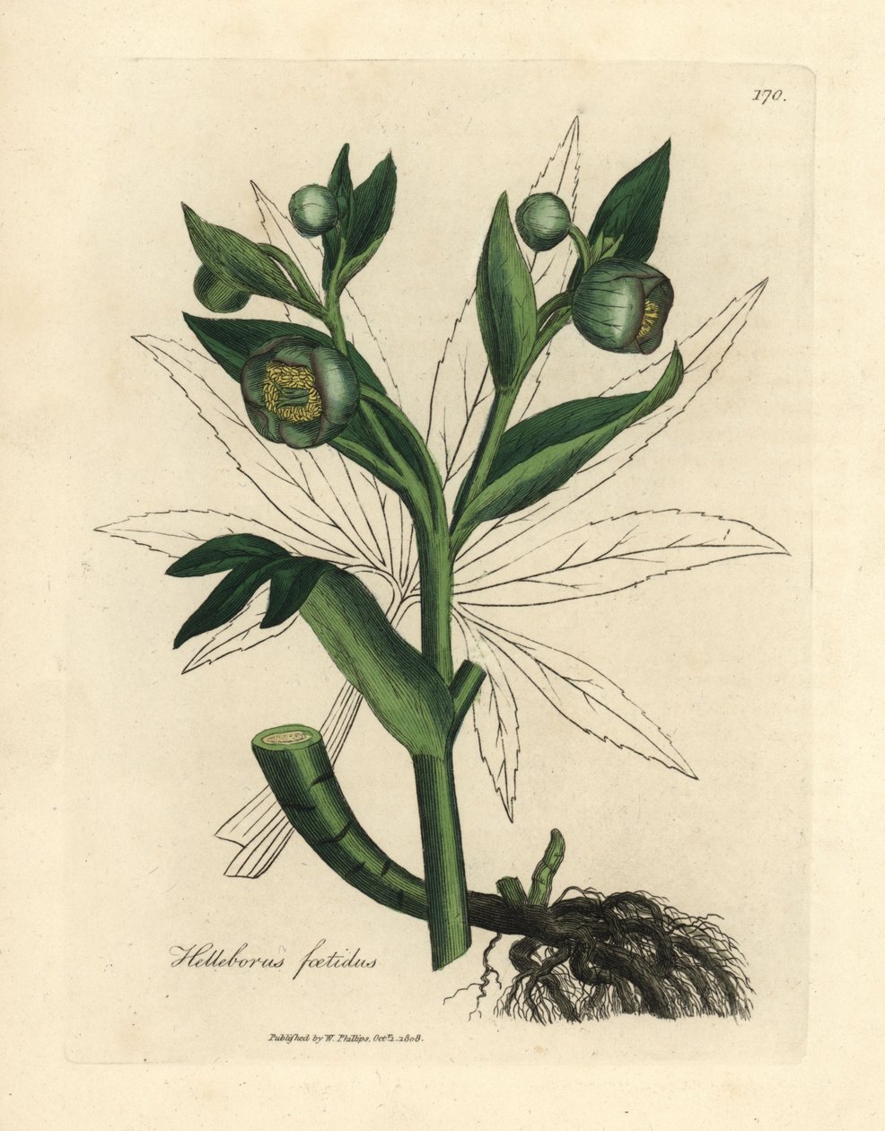 Grönblommig stinkande gös eller björnfot, Helleborus foetidus av James Sowerby
