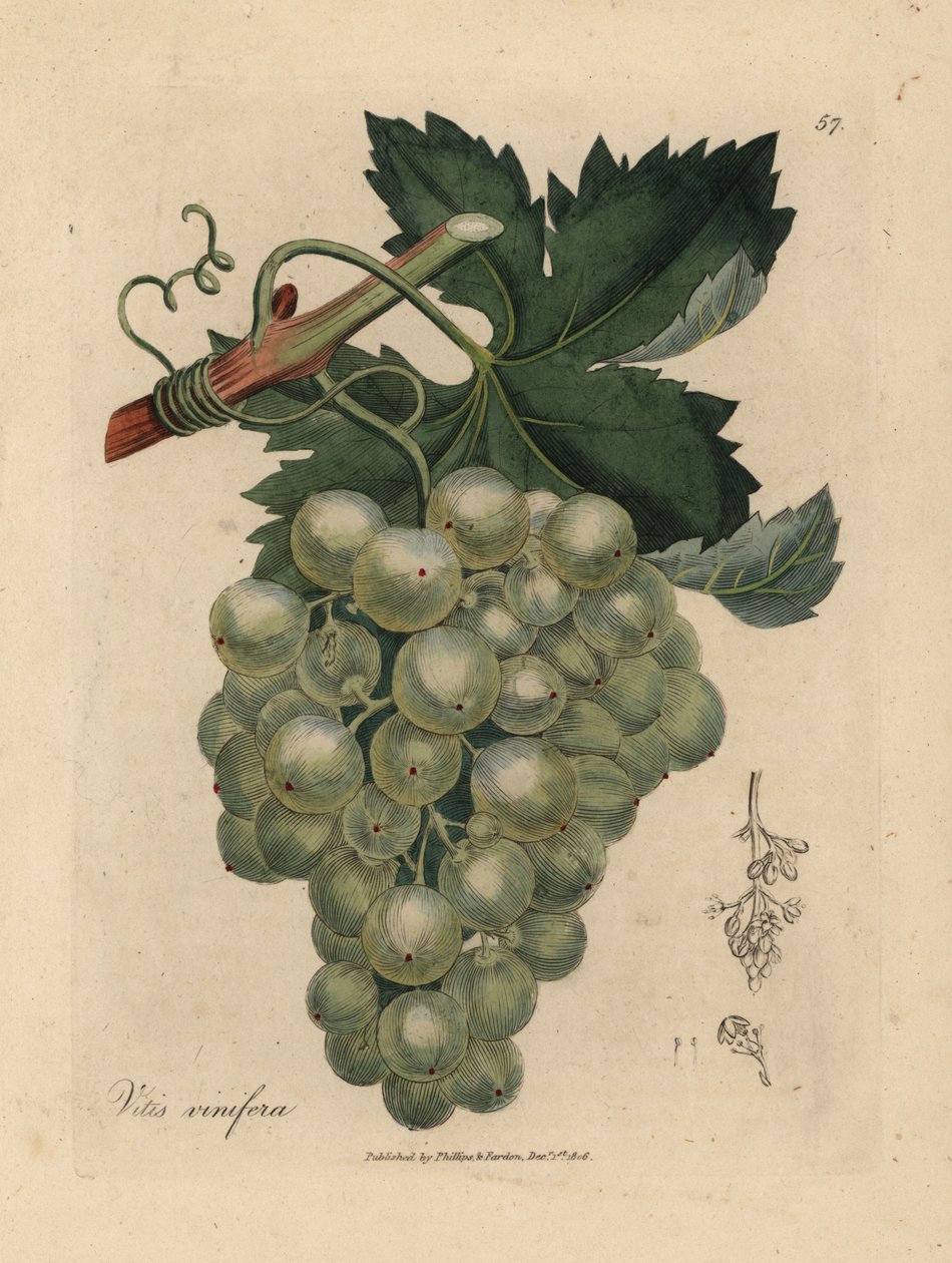 Gröna druvor, vinstockar och blad, Vitis vinifera av James Sowerby