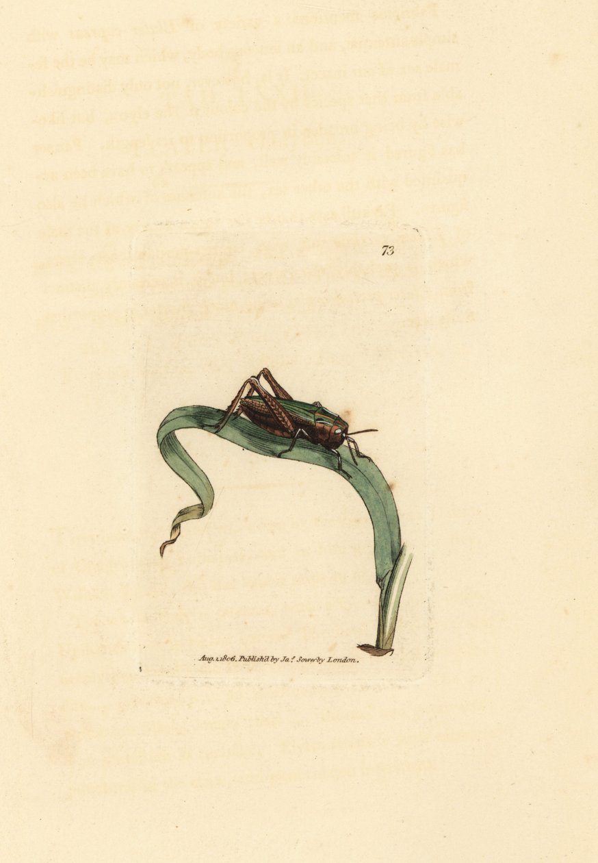 Grön gräshoppa, Omocestus viridulus (Gryllus viridulus). Handkolorerad kopparstick av James Sowerby från The British Miscellany, eller färgade figurer av nya, sällsynta eller föga kända djurämnen. av James Sowerby