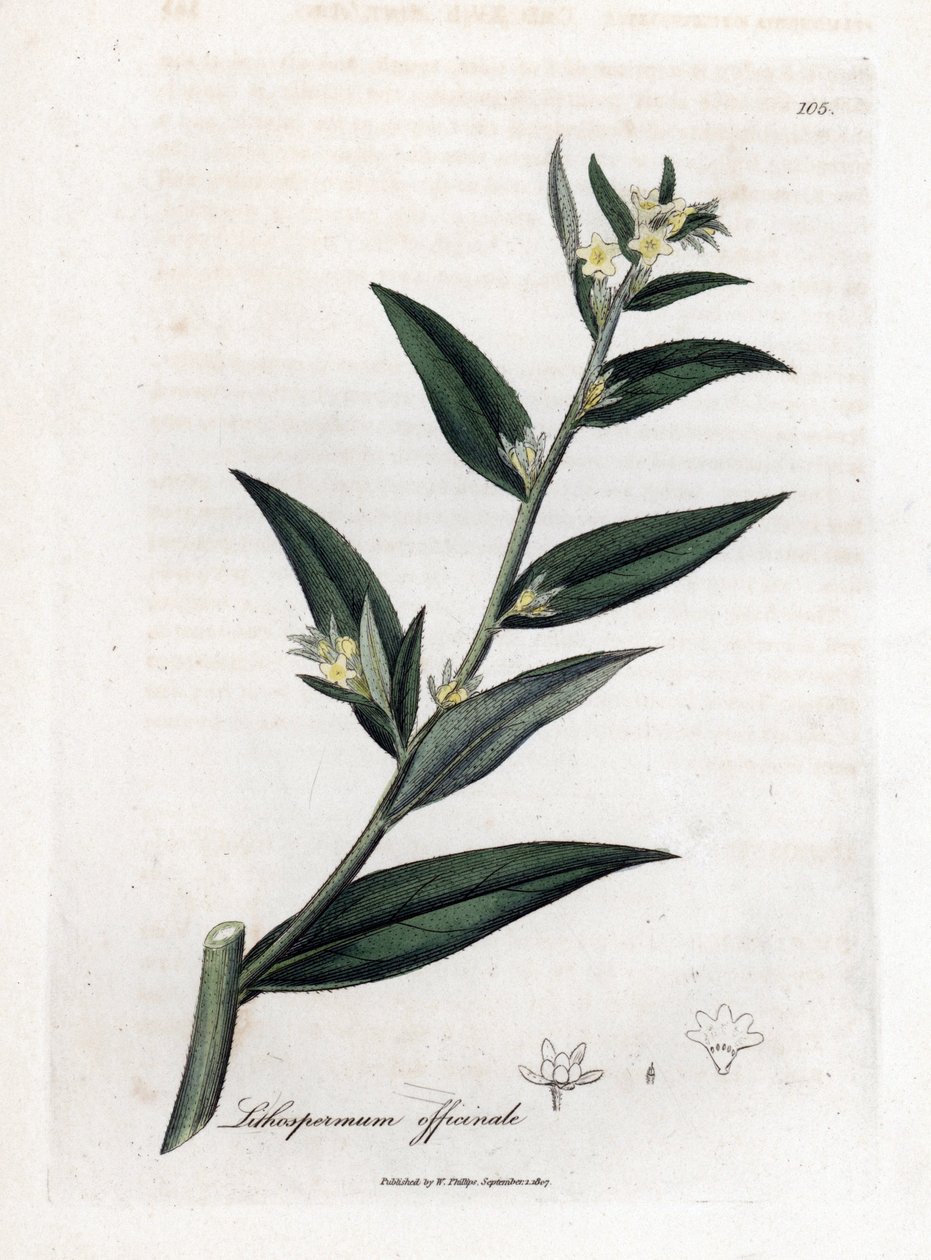 Gremil officinal eller pärlgräs - Gromwell, Lithospermum officinale. Handfärgad kopparstick från en botanisk illustration av James Sowerby från William Woodville och Sir William Jackson Hookers "" Medical Botany,"" John Bohn, London av James Sowerby