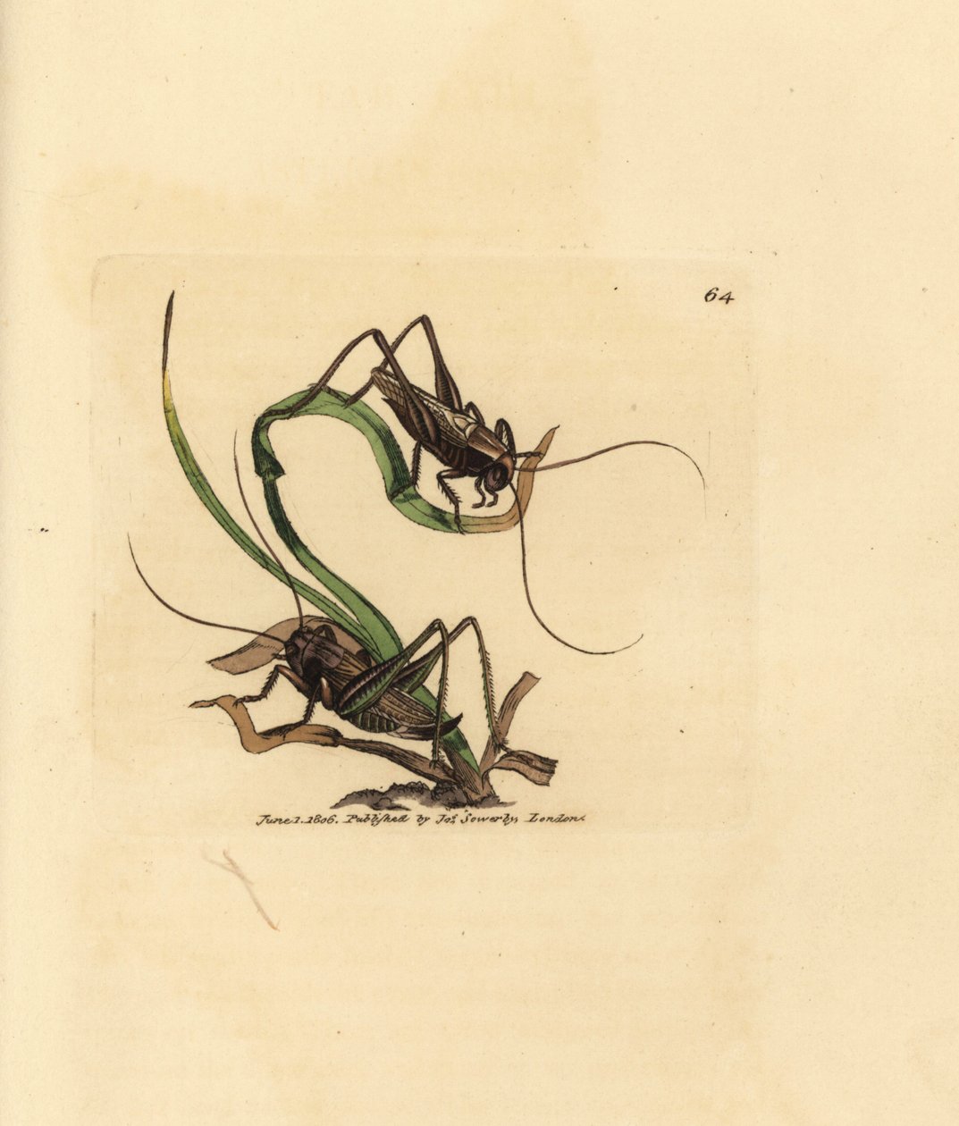 Grå busksyrsa, Platycleis grisea (Grå gräshoppa, Locust grisea). Handkolorerad kopparstick av James Sowerby från The British Miscellany, eller färgade figurer av nya, sällsynta eller föga kända djurämnen. av James Sowerby