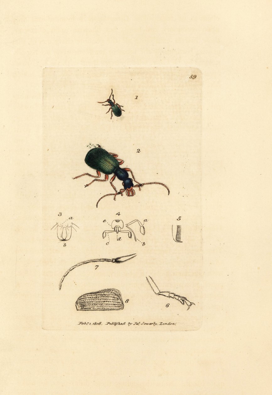 Malbagge, Drypta dentata (Guldmunnande carabus, Carabus chrysostomos). Handkolorerad kopparstick av James Sowerby från The British Miscellany, eller färgade figurer av nya, sällsynta eller föga kända djurämnen. av James Sowerby