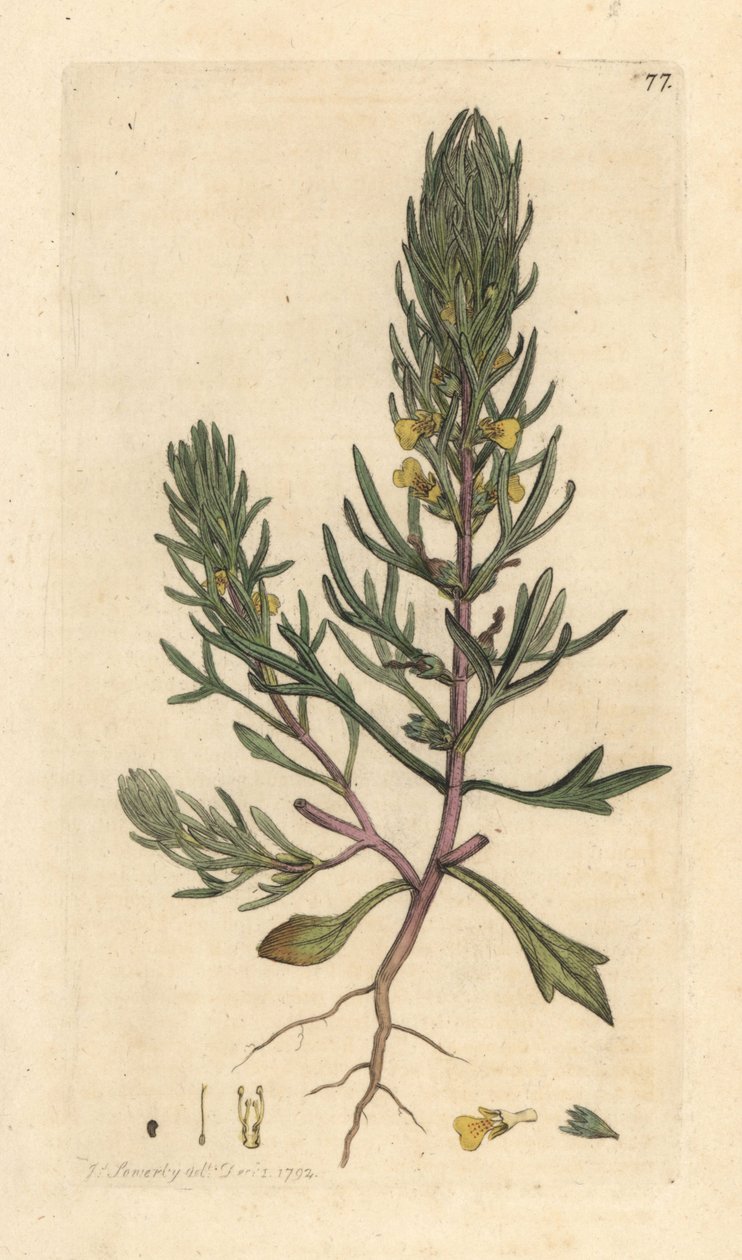 Slipad tall, Ajuga chamaepitys (gran) Handfärgad kopparstick efter en illustration av James Sowerby från James Smith