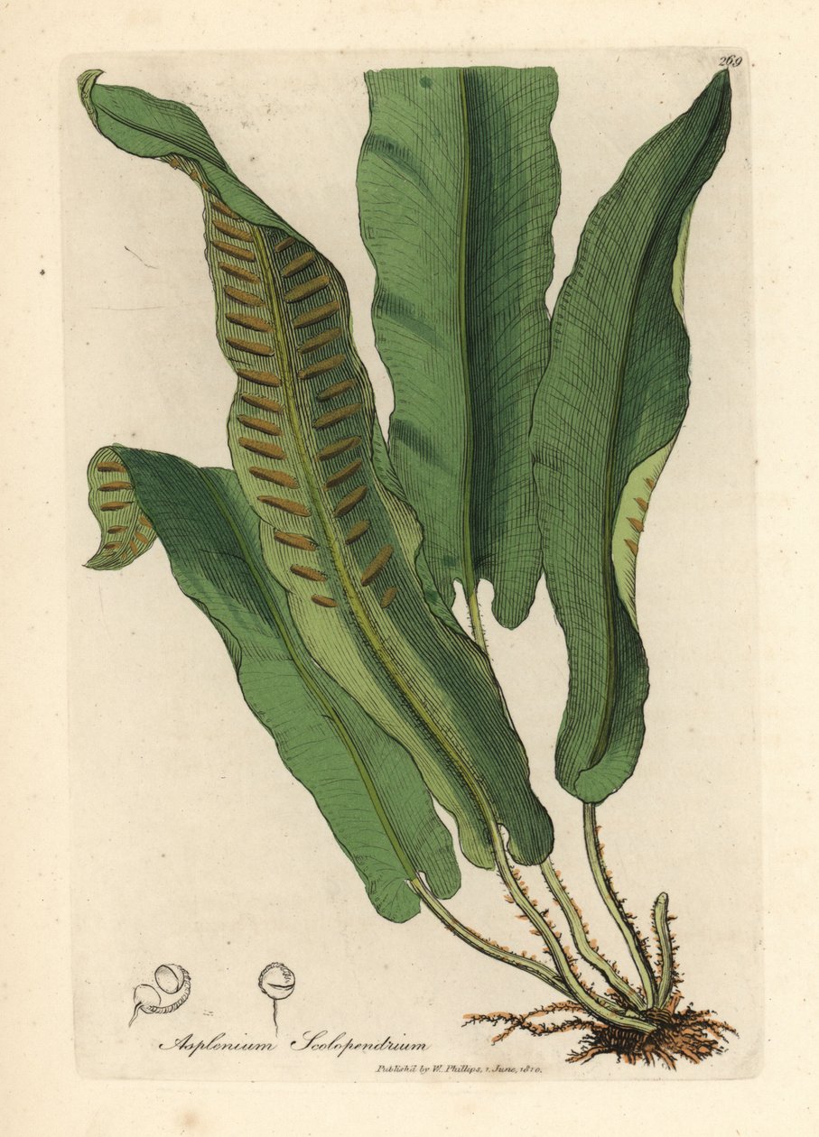 Harts-tongue ormbunke, Asplenium scolopendrium av James Sowerby