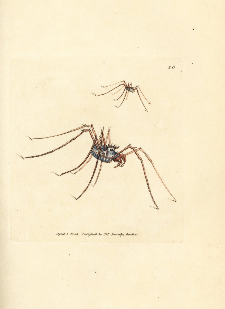 Harvestman spindel, Megabunus diadema. Handkolorerad kopparstick av James Sowerby från The British Miscellany, eller färgade figurer av nya, sällsynta eller föga kända djurämnen. av James Sowerby