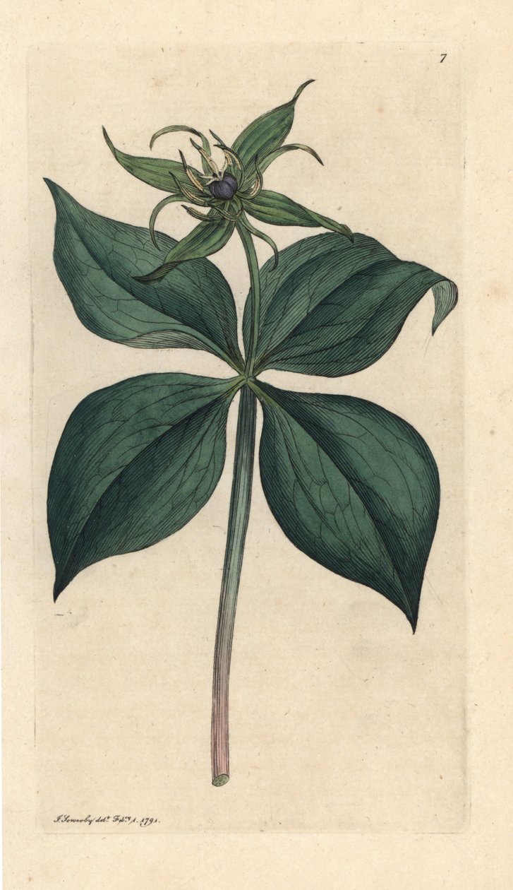 Herb Paris, Paris quadrifolia (Parisette à quatre feuilles) Handkolorerad kopparstick efter en illustration av James Sowerby från James Smith