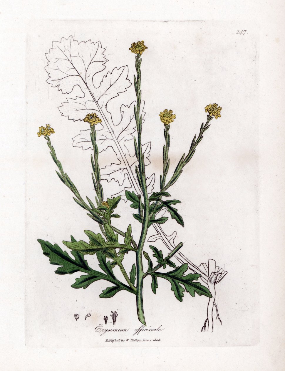 Ört med sångare eller gräs av häckar eller velar - Häcksenap, Erysium officinale. Handfärgad kopparstick från en botanisk illustration av James Sowerby från William Woodville och Sir William Jackson Hookers "" Medical Botany,"" John Bohn, Lon av James Sowerby