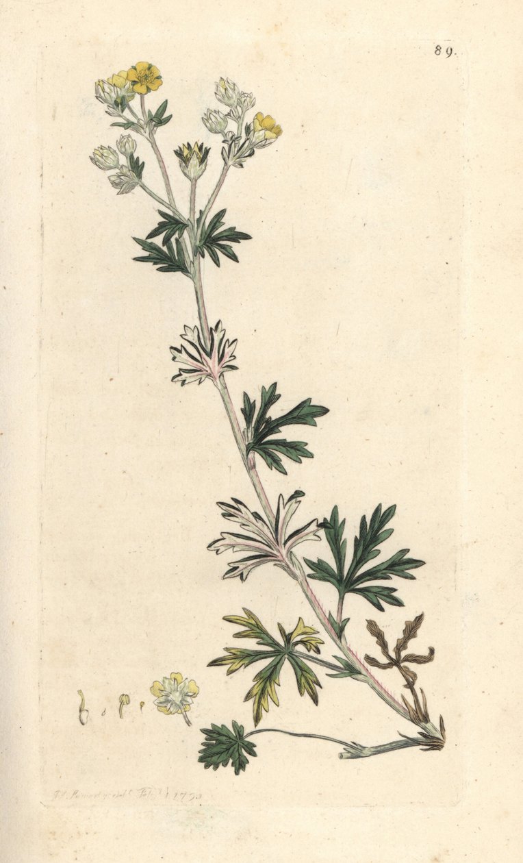 Hoary cinquefoil, Potentilla argentea (Cinquefoil) Handfärgad kopparstick efter en illustration av James Sowerby från James Smith