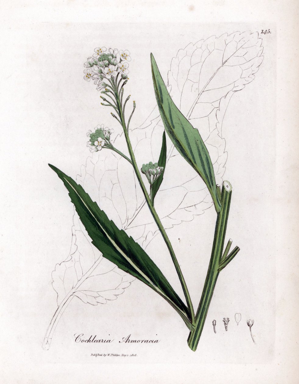 Pepparrot eller cranson - Pepparrot, Armoracia rusticana. Handfärgad kopparstick från en botanisk illustration av James Sowerby från William Woodville och Sir William Jackson Hookers "" Medical Botany", John Bohn, London av James Sowerby