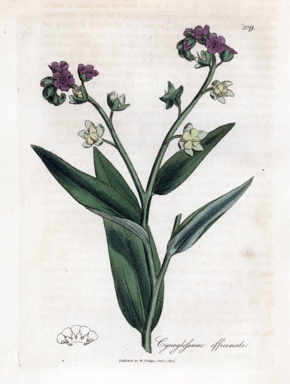 Hunds tunga, Cynoglossum officinale. Handfärgad kopparstick från en botanisk illustration av James Sowerby från William Woodville och Sir William Jackson Hookers "" Medical Botany", John Bohn, London av James Sowerby