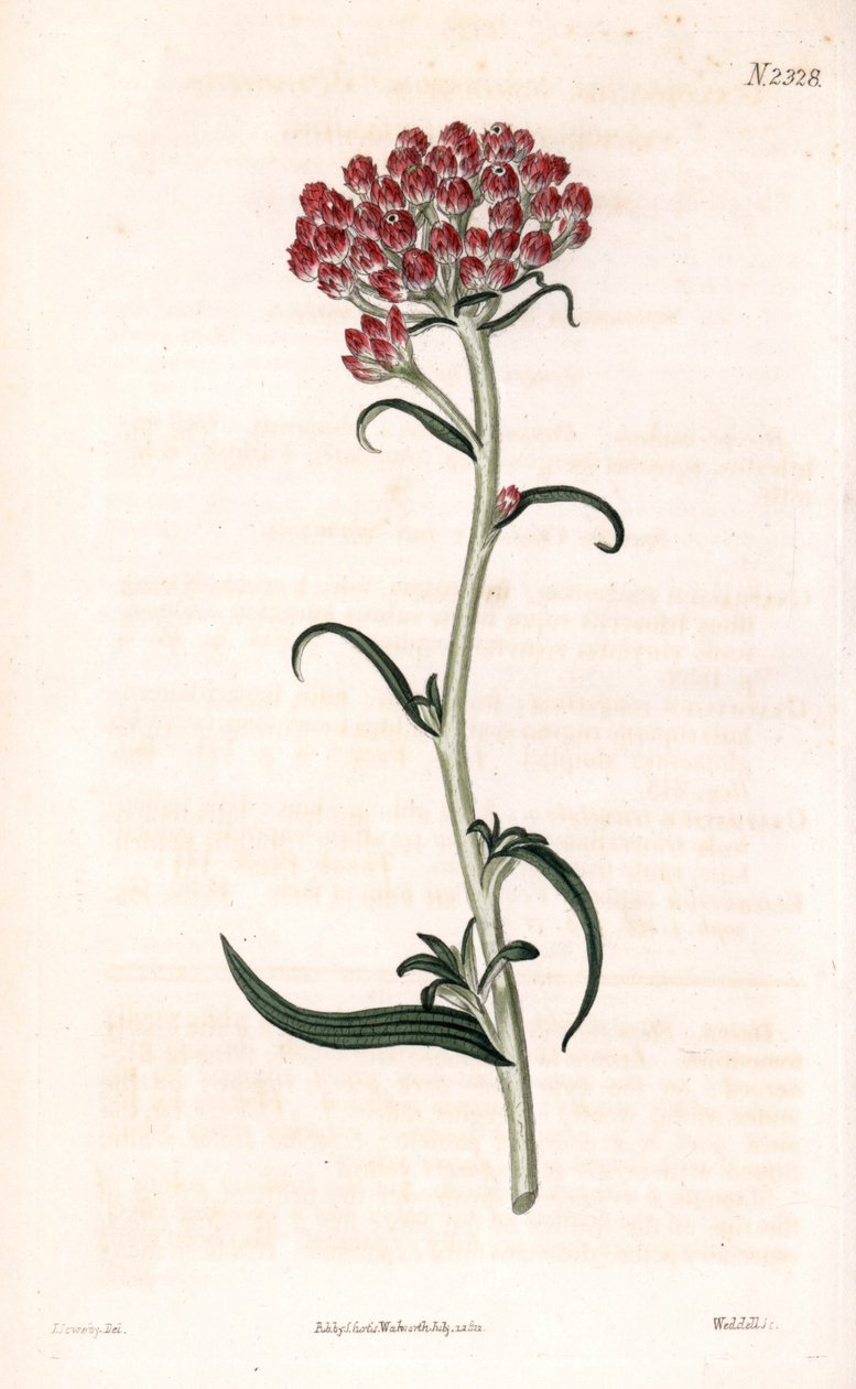 Immortelle stjärna - Helichrysum stellatum (Kompakt blommande gnaphalium, Gnaphalium congestum). Handfärgad kopparstick av Weddell efter en illustration av James Sowerby från Samuel Curtis "" Botanical Magazine,"" London av James Sowerby