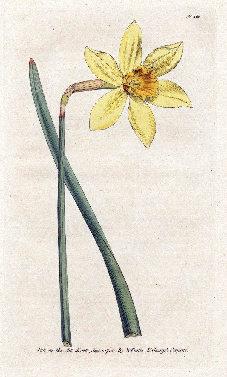 Incomparable Narcissus - Litografi av James Sowerby (1757-1822), från William Curtis