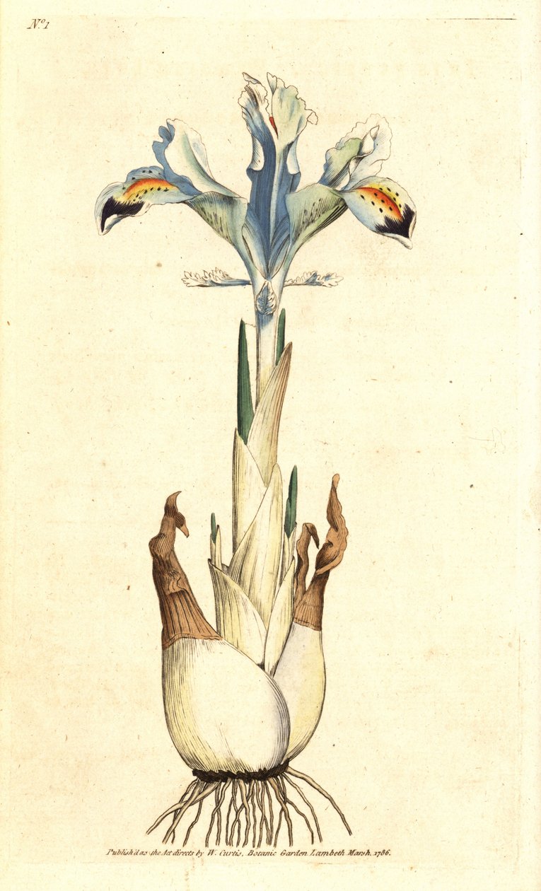 Iris (persisk ros) - Persisk iris, Iris persica. Handkolorerad kopparstick efter en botanisk illustration av James Sowerby från William Curtis