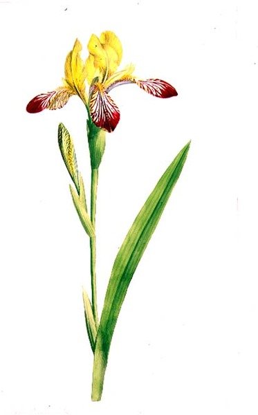 Iris Variegata, ca 1800 (akvarell över penna på papper) av James Sowerby