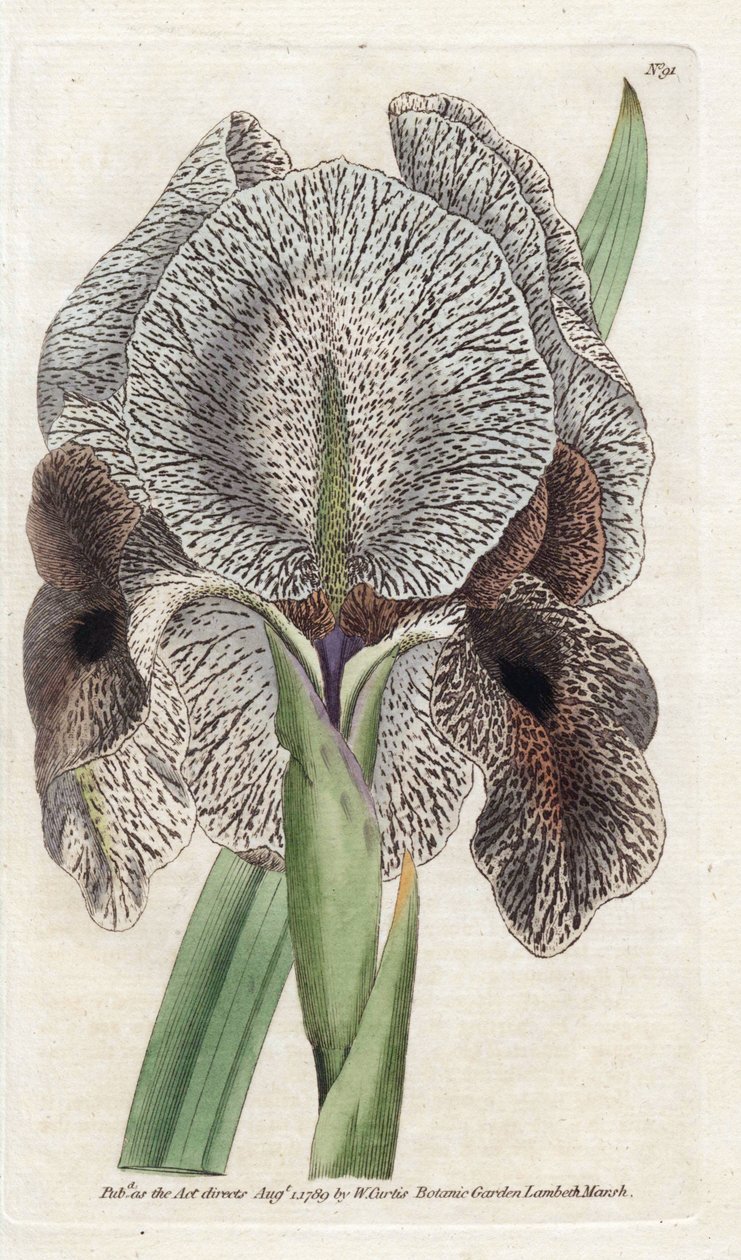 Iris de Charlcedoine eller Susa - Litografi av James Sowerby (1757-1822), från Botanical Magazine of William Curtis (1746-1799) av James Sowerby